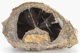 5.1" Wide, Petrified Wood (Schinoxylon) Limb - Blue Forest, Wyoming - #199023-1